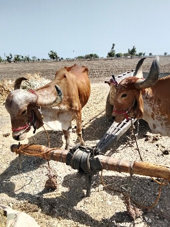 દેશી બળદ વેચવાના છે