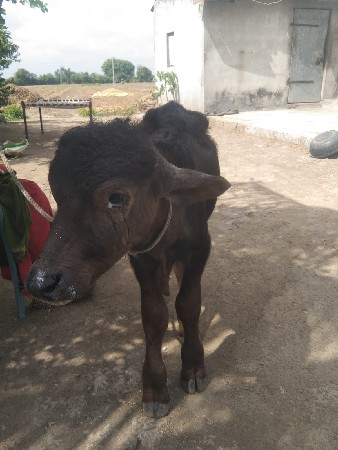 આ પાડો વેચવાનો છે.