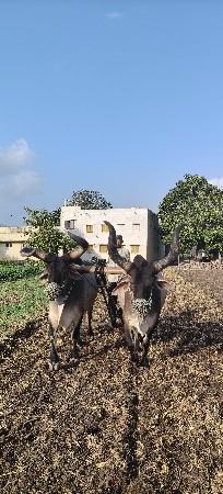 વેચવાના છે એક પણ જોતો હશે તો