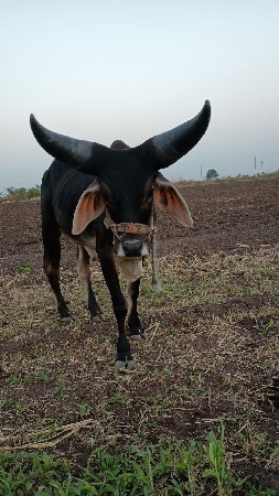 બડધ