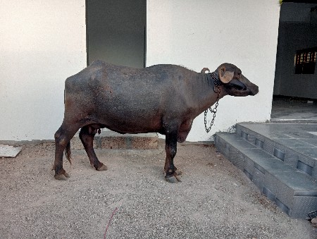 ખડેલી