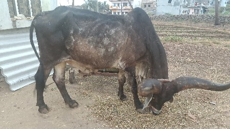 બળદ વેચવાનો છે