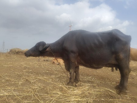 ભેંસ વેચવાની છે