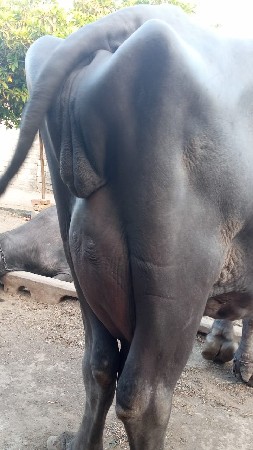 સોમાતવસરા