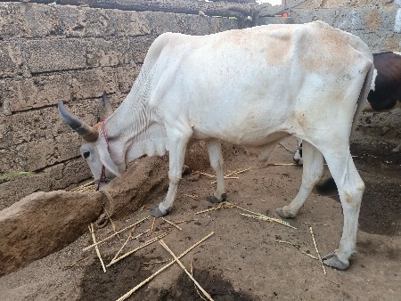 બળદ વેચવાનો છે ઍક જ છે