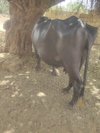 ભેંસ વેચવા ની છે
