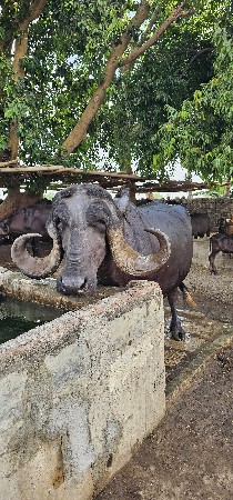 ભેસ વેચવાની છે