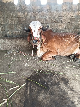 ગાય