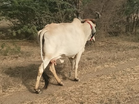 ગાય