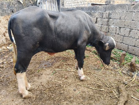 જાફરાબાદી ખડેલી વેશવાની છે.
