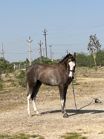 2.  વછેરા વેચવાના