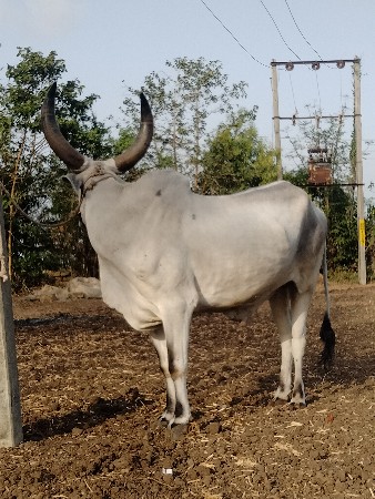 બે બાજુ ચાલે