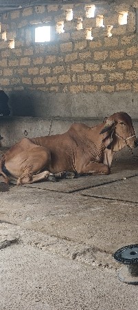 ગાય