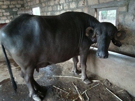 2 ભેંસ વેચવાની છે