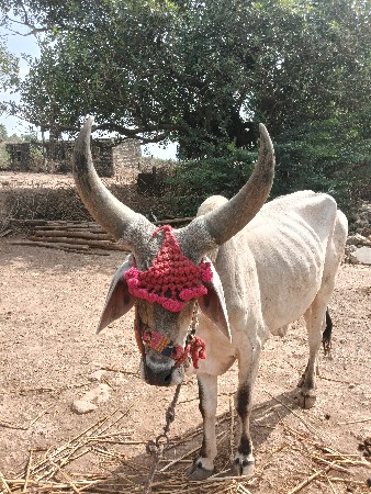 ગોઠલા