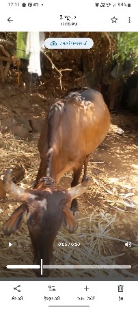 ગાય