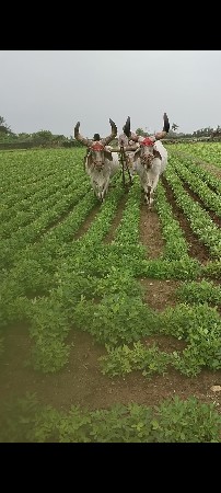 આ બળદ વેચવાના છે
