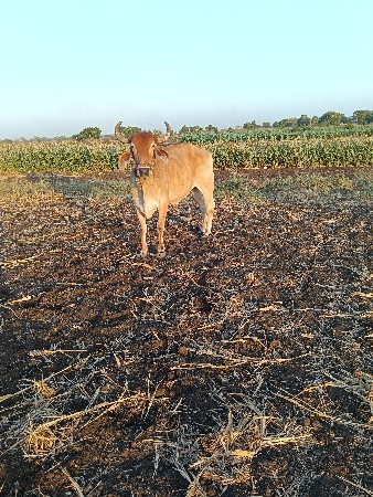 બ‌ળદ વેચવા નો છે એક