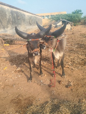 શિવ સાહેબ