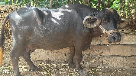 2 વેચવાની છે