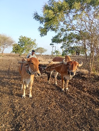 ખોડલા વેચવાના છે અથવા પાડી હોય તો ચ