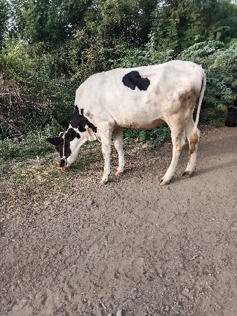 હોડકી