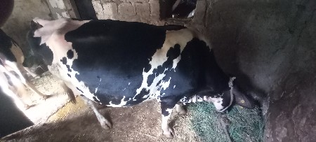 HF  ગાય 3 જુ વેતર 7 લીટર, દુધ