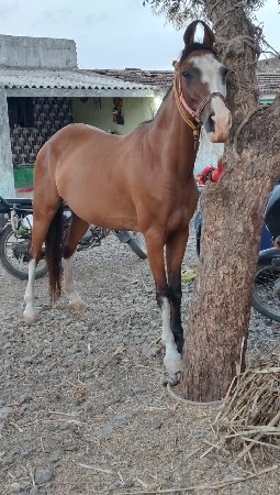 વછેરી