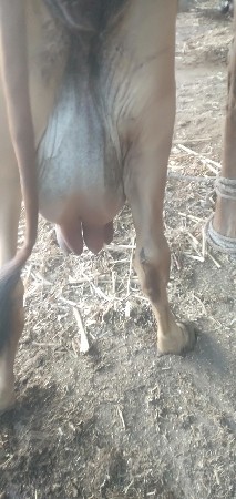 ગાય ગીર વેસવી ઘાભણી છે