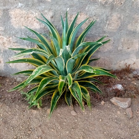 જમીન ભાગમાં આપવાની છે