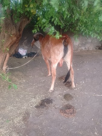 હોડકીવેશવાનીછે