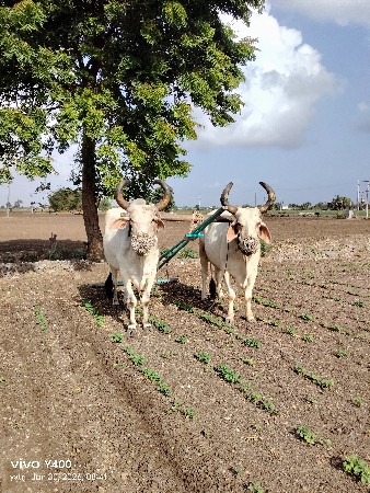 બળદ વેસવાના શે