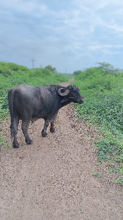 પાડો