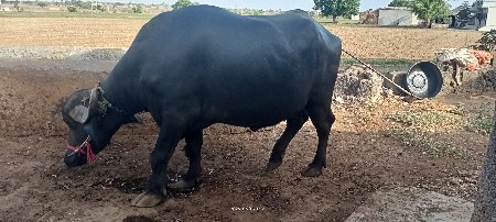 ભેંસ વેચવાની છે