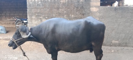 ભેંશ વેચવાની છે