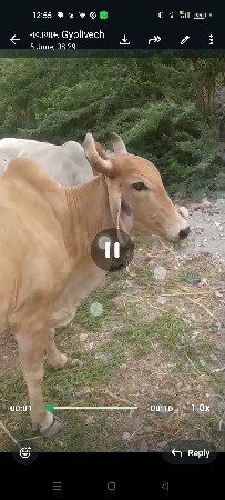 gay pachr desi soji javb dari vari