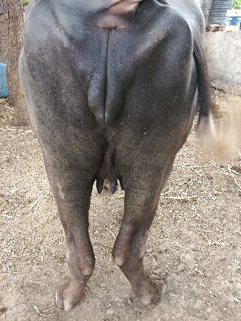 પેલું વેતર