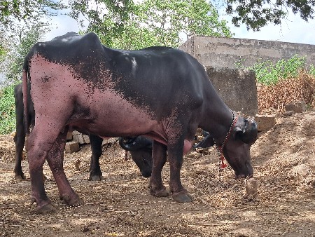 ખડેલી વેચવાની છે