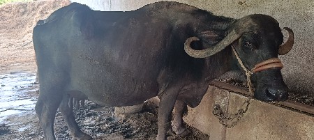 ભેંસ વેચવાની છે