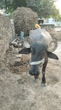 ભેંસ વેચવાની છે
