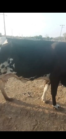 બે ગાય  વેશવાની છે