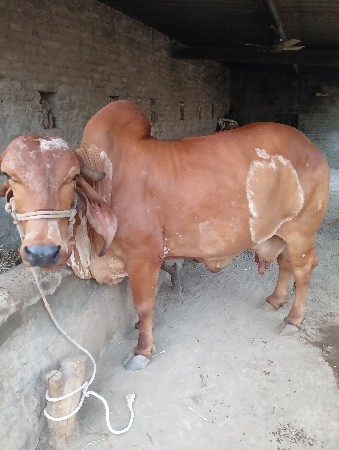 ગીર ગાય વેચવા ની છે