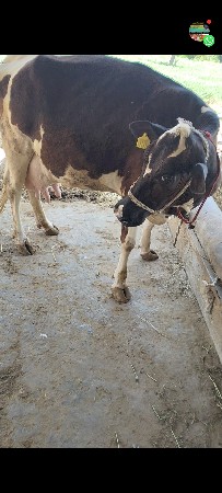 આ એસબ આપવાની સે વીયાણેલી