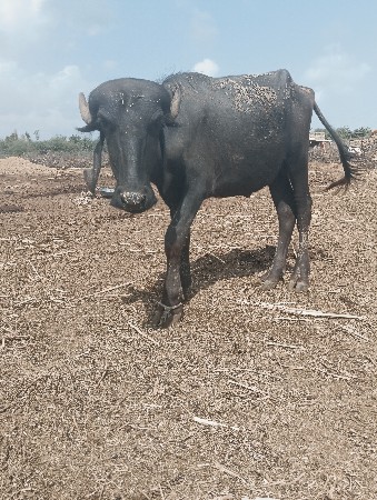 પાડી વેચવાની છે