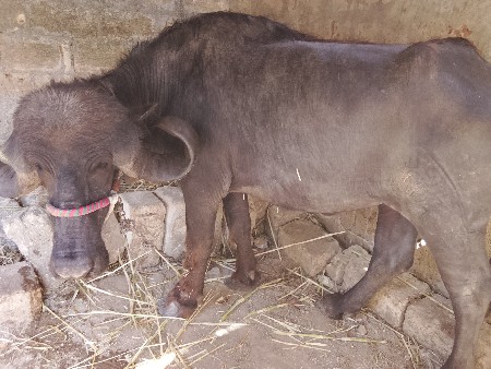 રાઠોડ અમિત