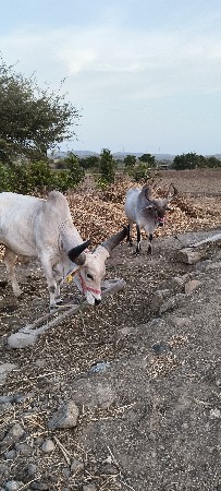 બળદ વેચવના 2 ઘરના છે