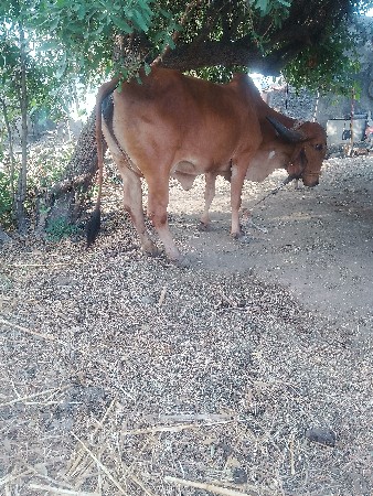 ગાયવેશવાનીછે
