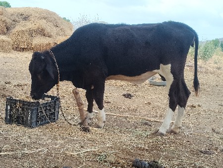 કીમત 15000 હજાર