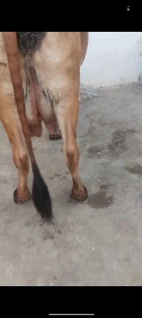 ગાય વેચવાની છે