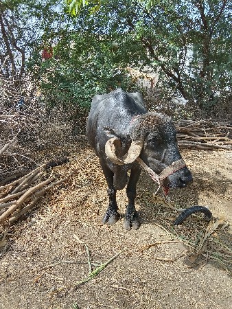 વેચવાની છે